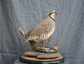 Chukar